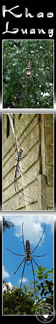 'Photocomposition Spiders in Khao Luang National Park' by Asienreisender